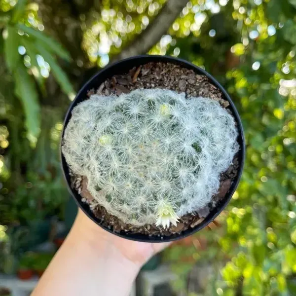 Mammillaria_Plumosa_Cactus_For_Home_Garden
