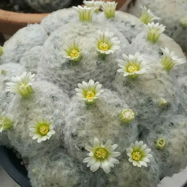 Mammillaria_Plumosa_Cactus_For_Home_Garden