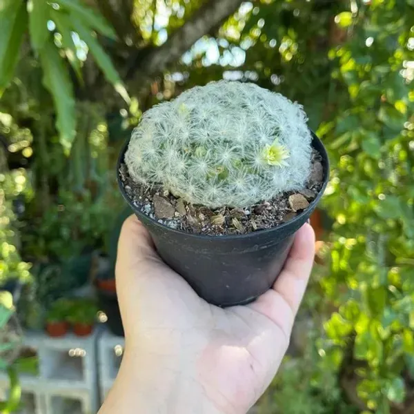 Mammillaria_Plumosa_Cactus_For_Home_Garden
