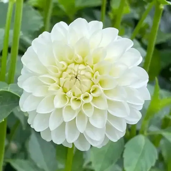 Dahlia_Flower_Plant_White_For_Home_Garden