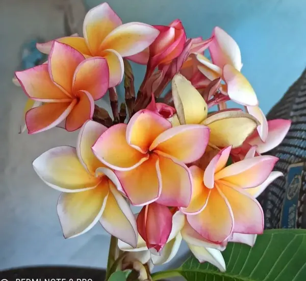 Dwarf_Variety_Pulmeria_Flower_Plant