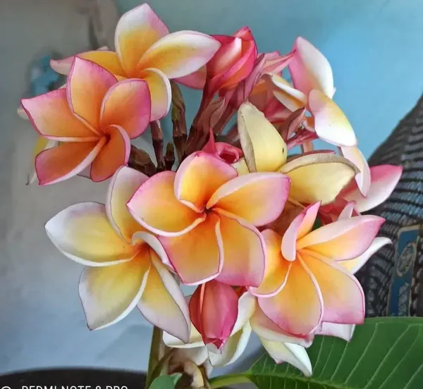 Dwarf_Variety_Pulmeria_Flower_Plant
