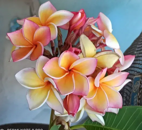 Dwarf_Variety_Pulmeria_Flower_Plant