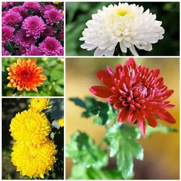 Combo_Pack_Mixed_Chrysanthemum_Chandramallika_Flower_Plant_6_Colour