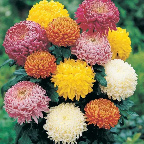Combo_Pack_Mixed_Chrysanthemum_Chandramallika_Flower_Plant_6_Colour