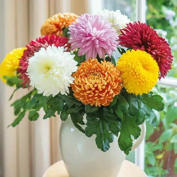 Combo_Pack_Mixed_Chrysanthemum_Chandramallika_Flower_Plant_6_Colour