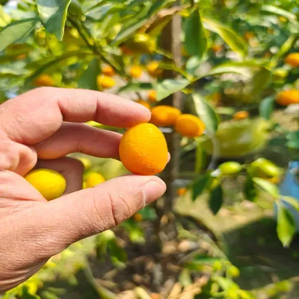 Sweet_Kamkot_Lemon_Fruit_Plant