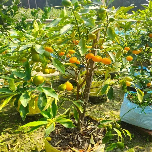 Sweet_Kamkot_Lemon_Fruit_Plant