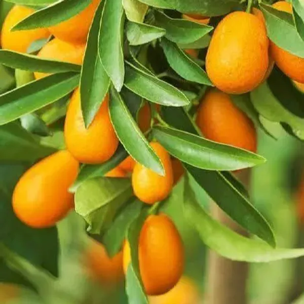 Sweet_Kamkot_Lemon_Fruit_Plant