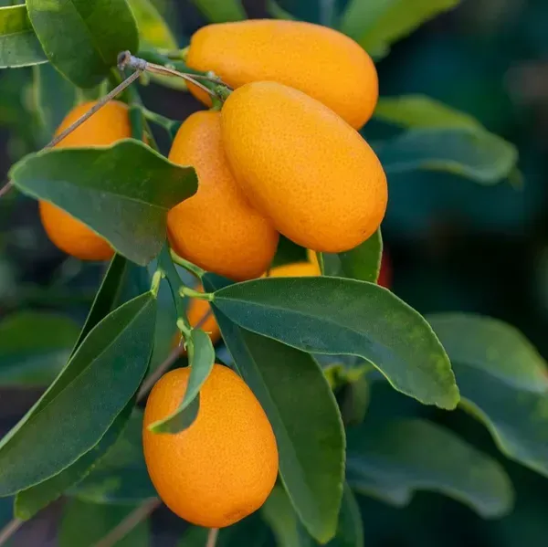 Sweet_Kamkot_Lemon_Fruit_Plant