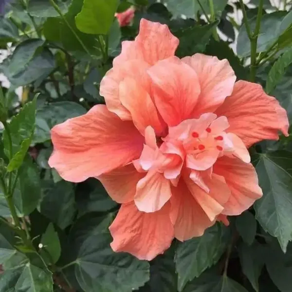 Double_Petal_Variety_Grafted_Hibiscus_Flower_Plant