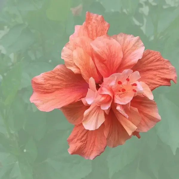 Double_Petal_Variety_Grafted_Hibiscus_Flower_Plant