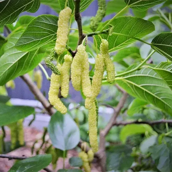 White_Long_Mul_Berry_Fruit_Plant
