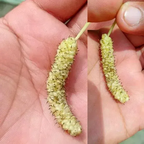 White_Long_Mul_Berry_Fruit_Plant