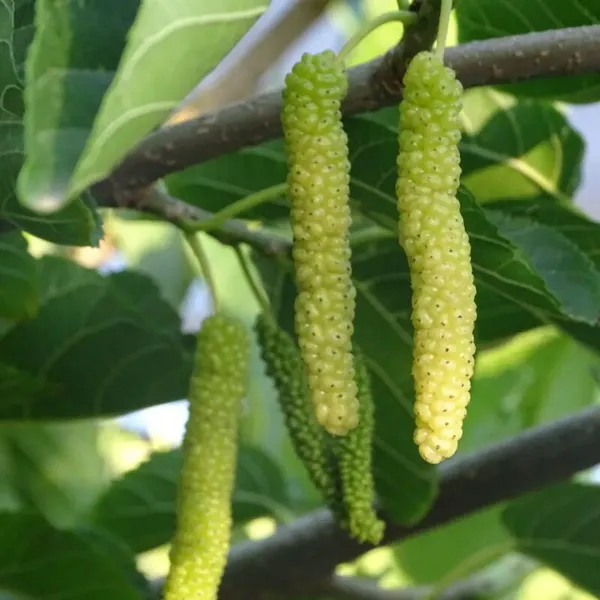 White_Long_Mul_Berry_Fruit_Plant