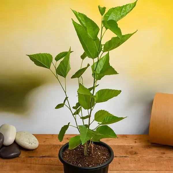 White_Long_Mul_Berry_Fruit_Plant
