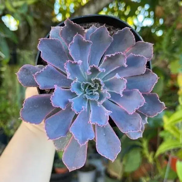 Echeveria_Neon_Breaker_Rare_Succulent_Live_Plant