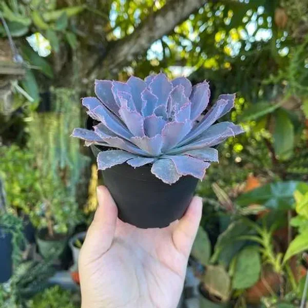 Echeveria_Neon_Breaker_Rare_Succulent_Live_Plant