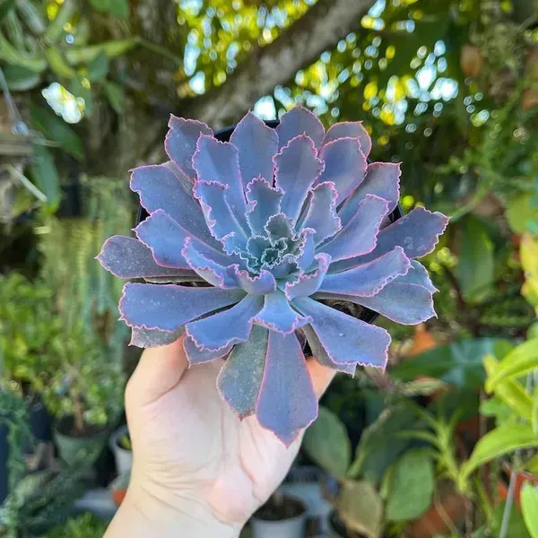 Echeveria_Neon_Breaker_Rare_Succulent_Live_Plant