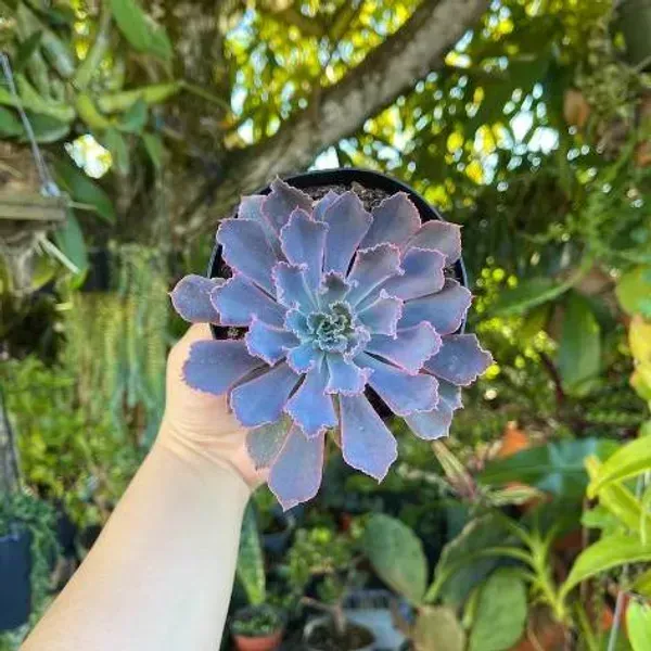 Echeveria_Neon_Breaker_Rare_Succulent_Live_Plant