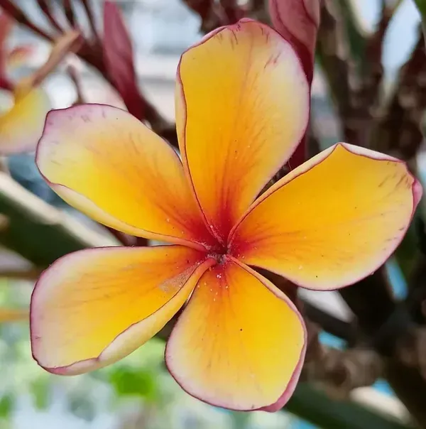 Dwarf_Variety_Pulmeria_Flower_Plant