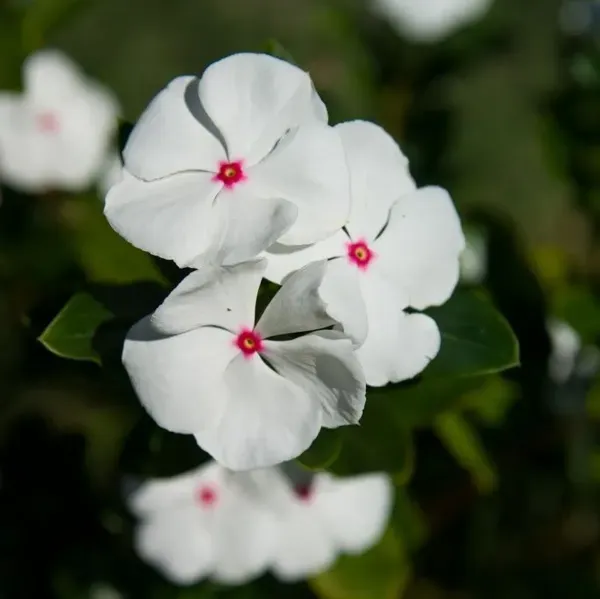 Vinca_Sadabahar_Flower_Plant_White_Red_Dot