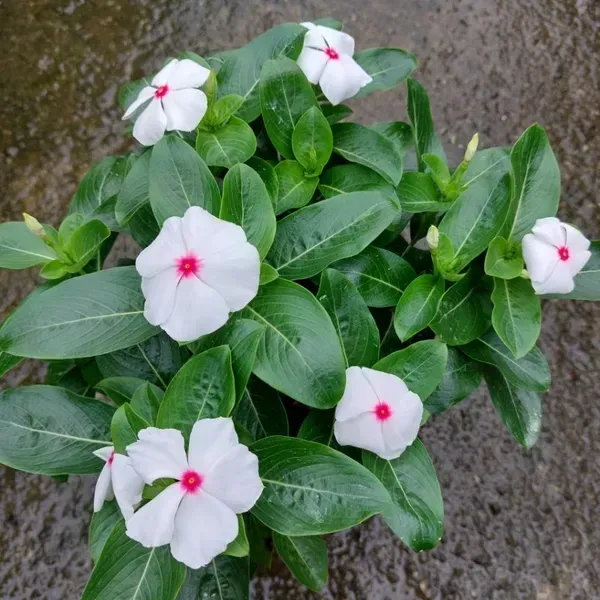 Vinca_Sadabahar_Flower_Plant_White_Red_Dot