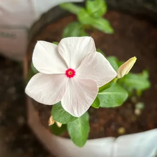 Vinca_Sadabahar_Flower_Plant_White_Red_Dot