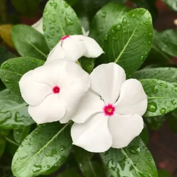 Vinca_Sadabahar_Flower_Plant_White_Red_Dot