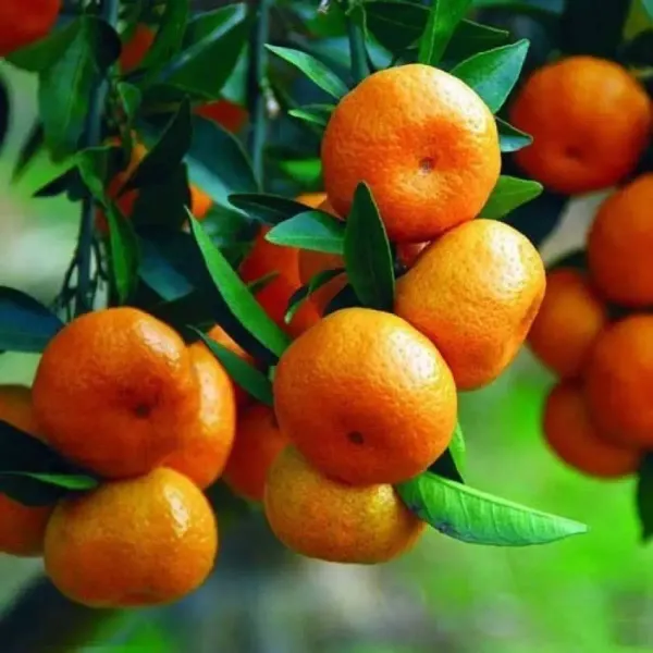 Sweet_Chinese_Orange_Fruit_Plant