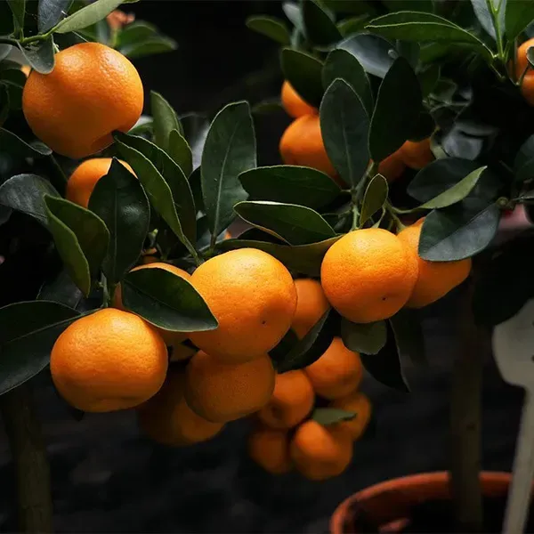 Sweet_Chinese_Orange_Fruit_Plant