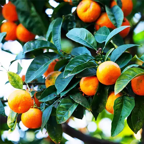 Sweet_Chinese_Orange_Fruit_Plant