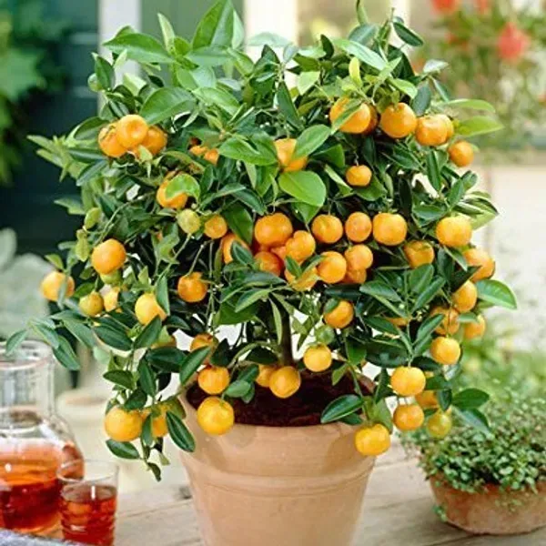 Sweet_Chinese_Orange_Fruit_Plant