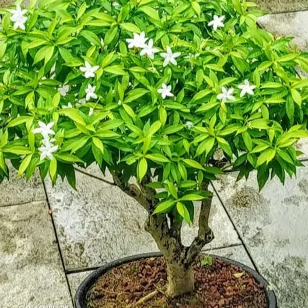 Chinese_Dwarf_Variety_Crepe_Jasmine_Flower_Plant_White