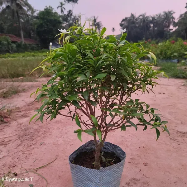 Chinese_Dwarf_Variety_Crepe_Jasmine_Flower_Plant_White