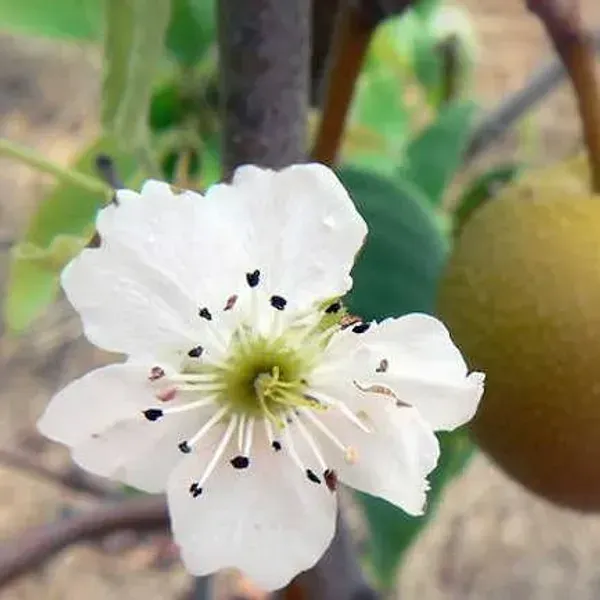 Asian_Golden_Nashpati_Pear_Grafted_Fruit_Plant