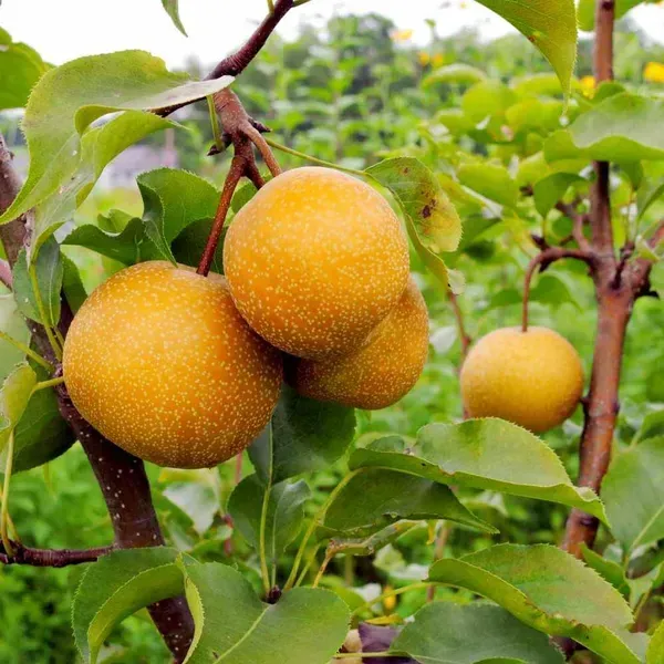 Asian_Golden_Nashpati_Pear_Grafted_Fruit_Plant