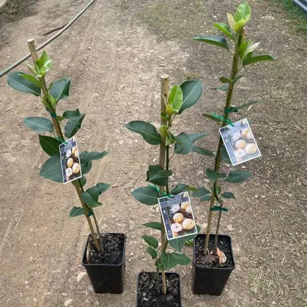 Asian_Golden_Nashpati_Pear_Grafted_Fruit_Plant