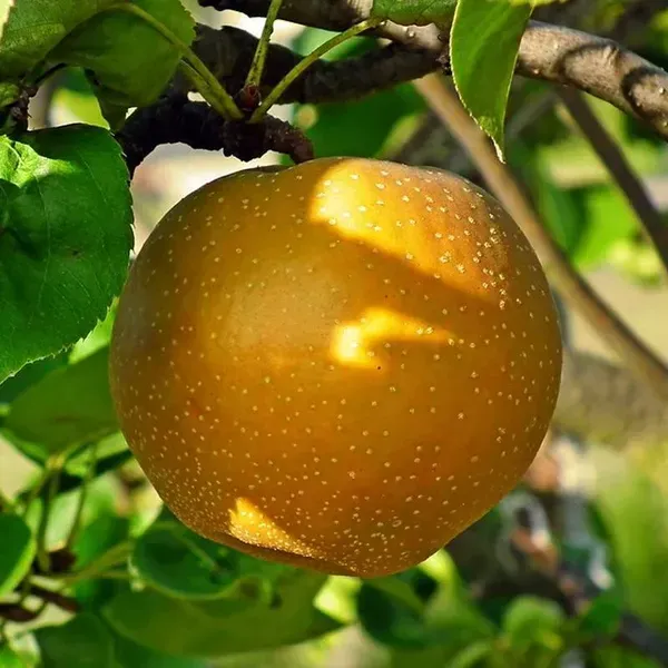 Asian_Golden_Nashpati_Pear_Grafted_Fruit_Plant