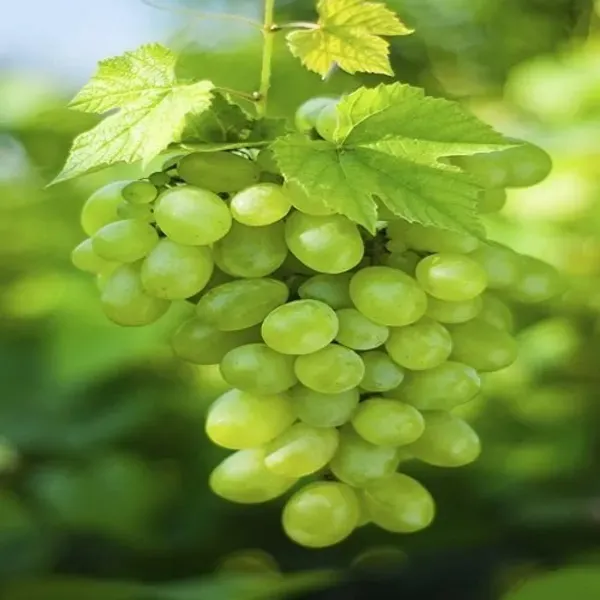 Thai_Variety_Green_Grapes_Fruit_Plant