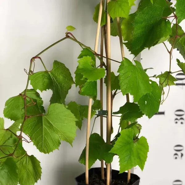 Thai_Variety_Green_Grapes_Fruit_Plant