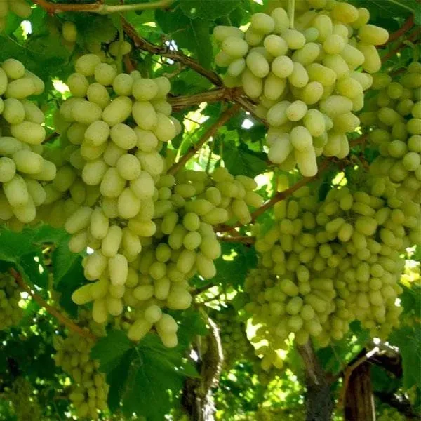 Thai_Variety_Green_Grapes_Fruit_Plant