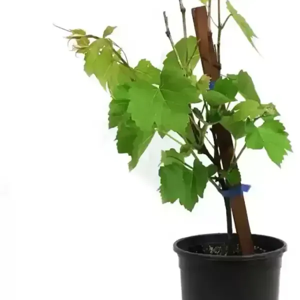 Thai_Variety_Green_Grapes_Fruit_Plant