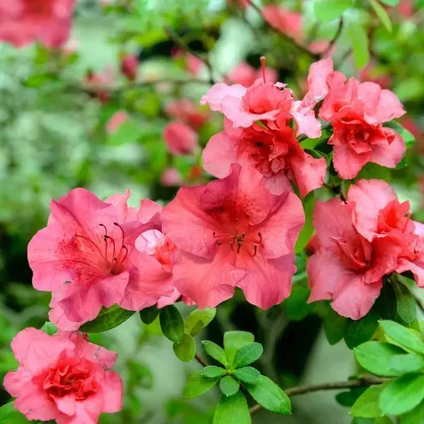 Azalea_Flower_Plant_Red_For_Home_Garden