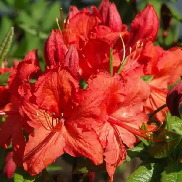 Azalea_Flower_Plant_Red_For_Home_Garden