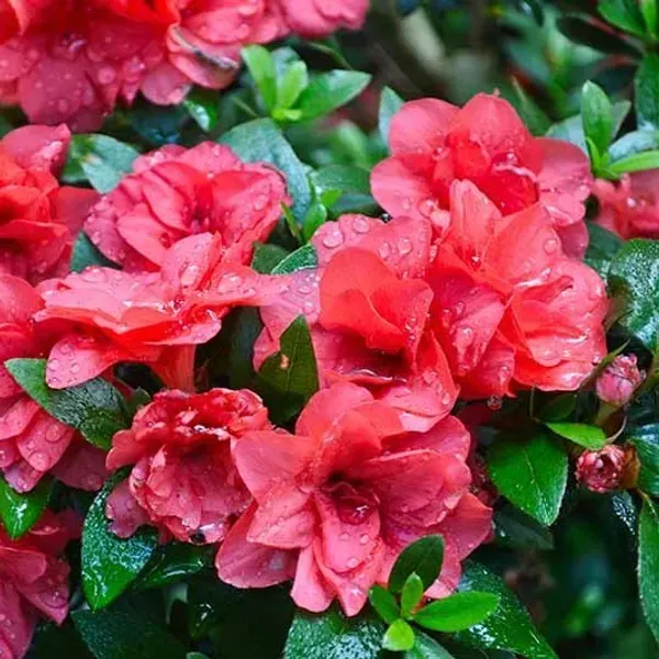 Azalea_Flower_Plant_Red_For_Home_Garden
