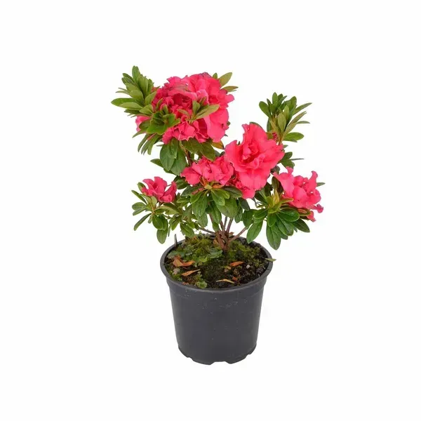 Azalea_Flower_Plant_Red_For_Home_Garden