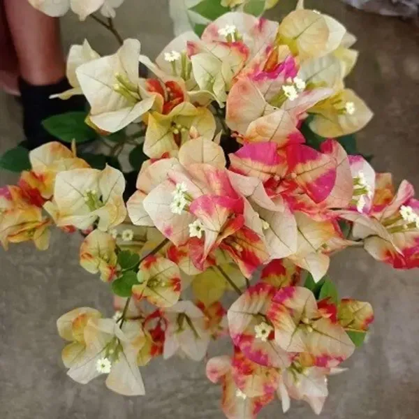 Chitra_Monduring_Bougainvillea_Flower_Plant