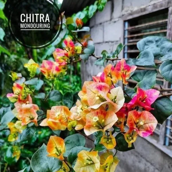Chitra_Monduring_Bougainvillea_Flower_Plant