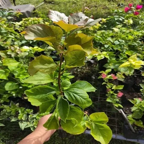 Chitra_Monduring_Bougainvillea_Flower_Plant
